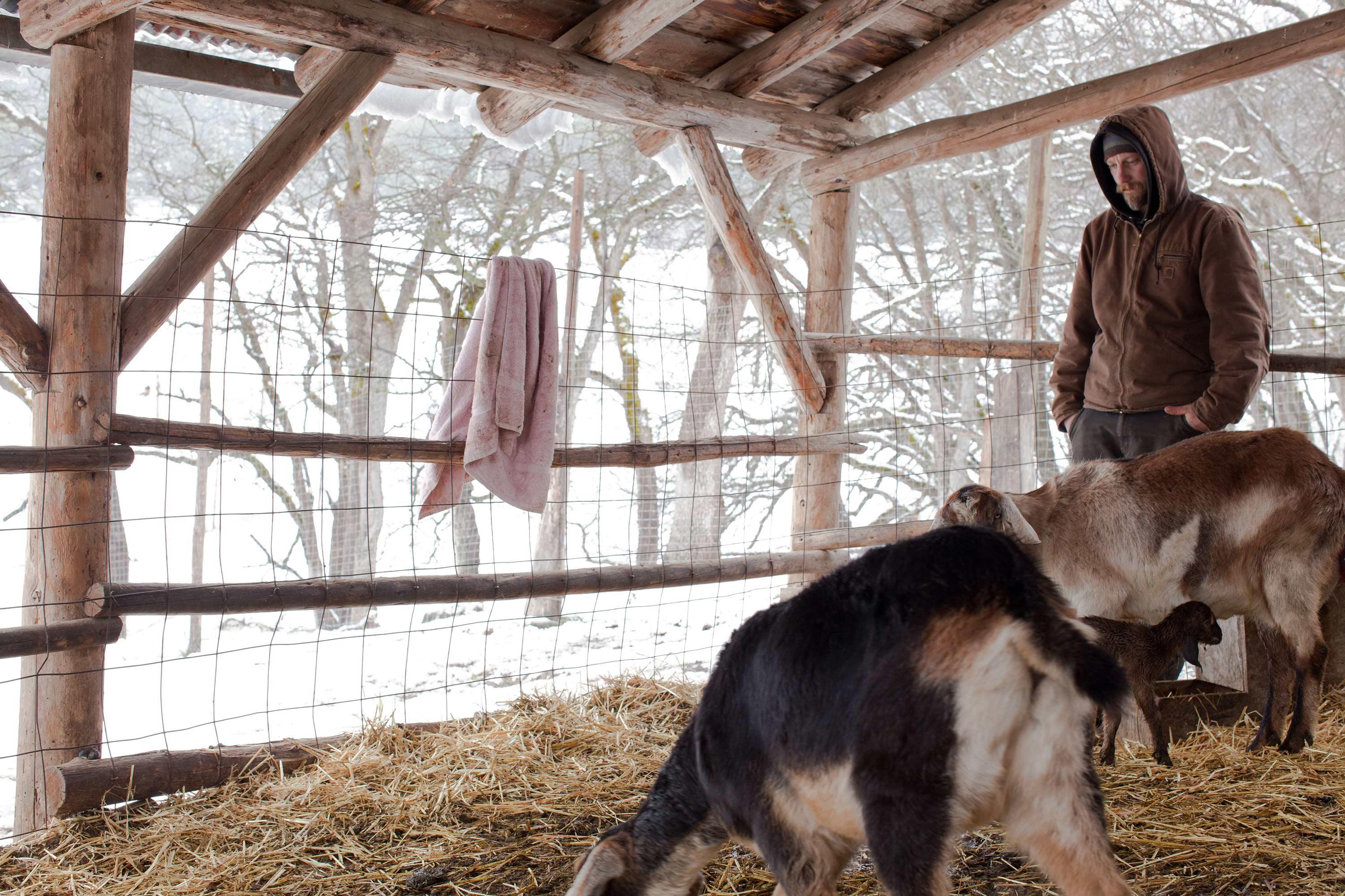 Boone_mookie-with-goats.jpg