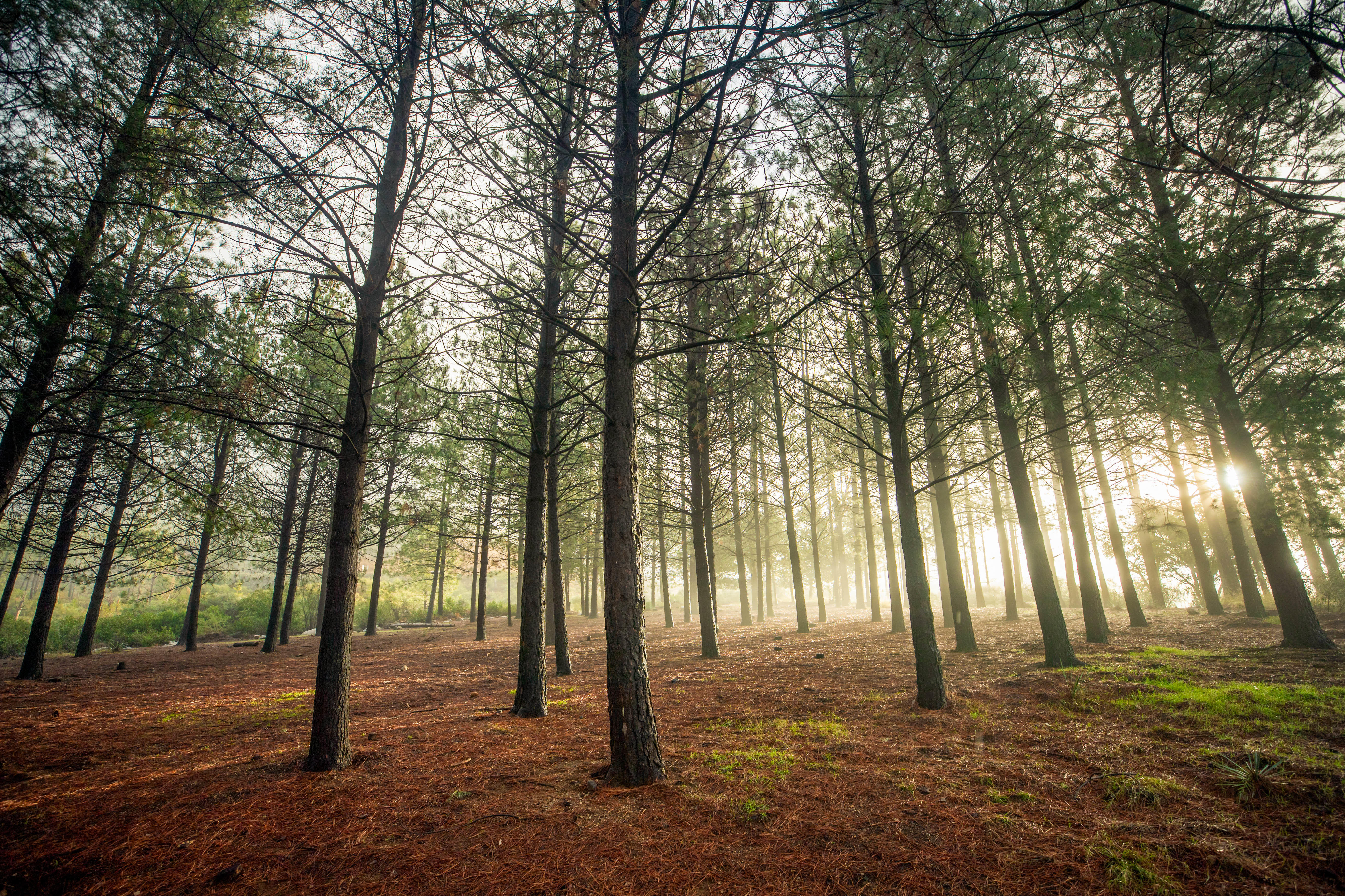 Case study: Microsoft –<br> Tree Potential Project