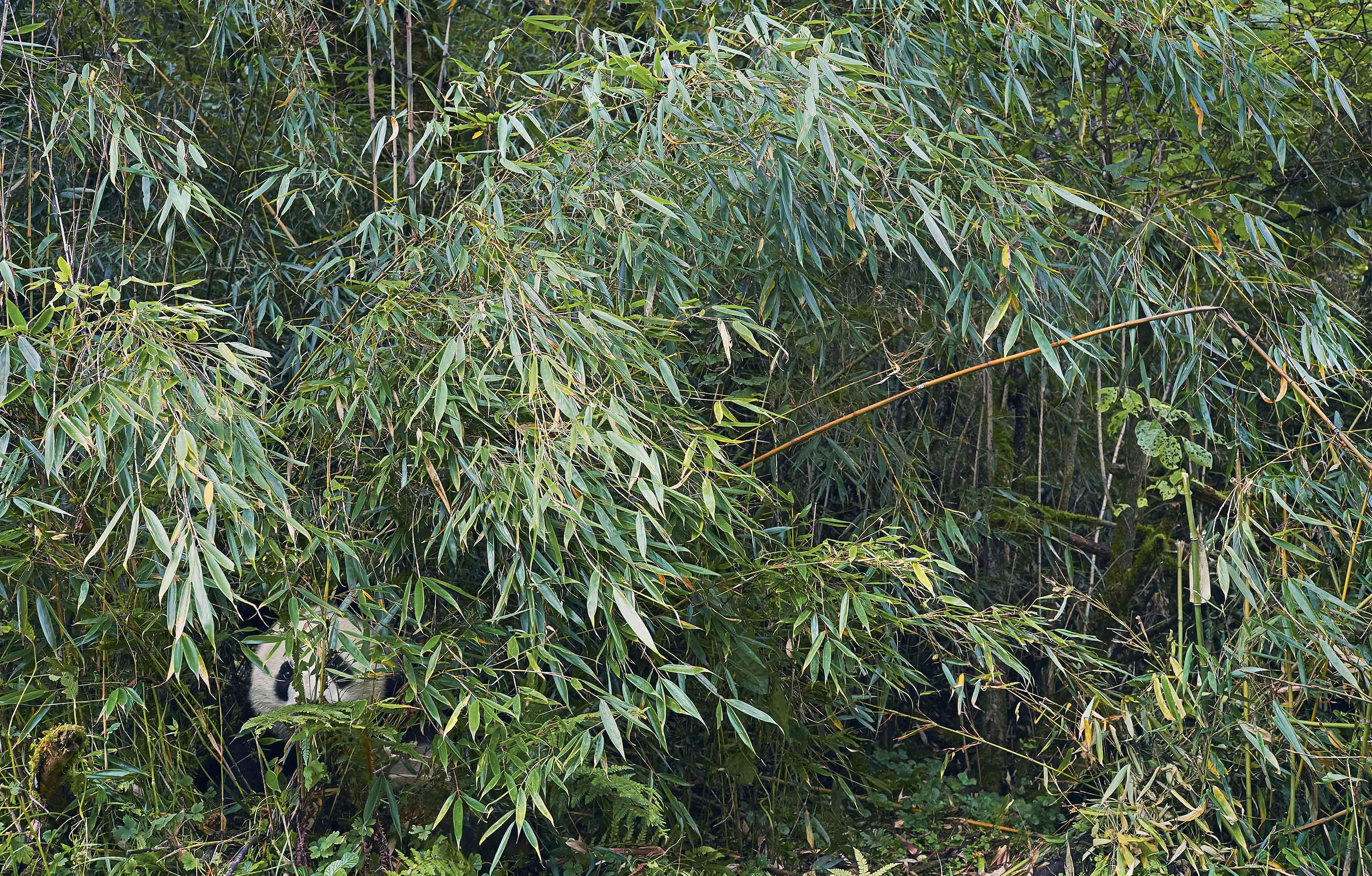 Tim_Flach_Giant Panda.jpg